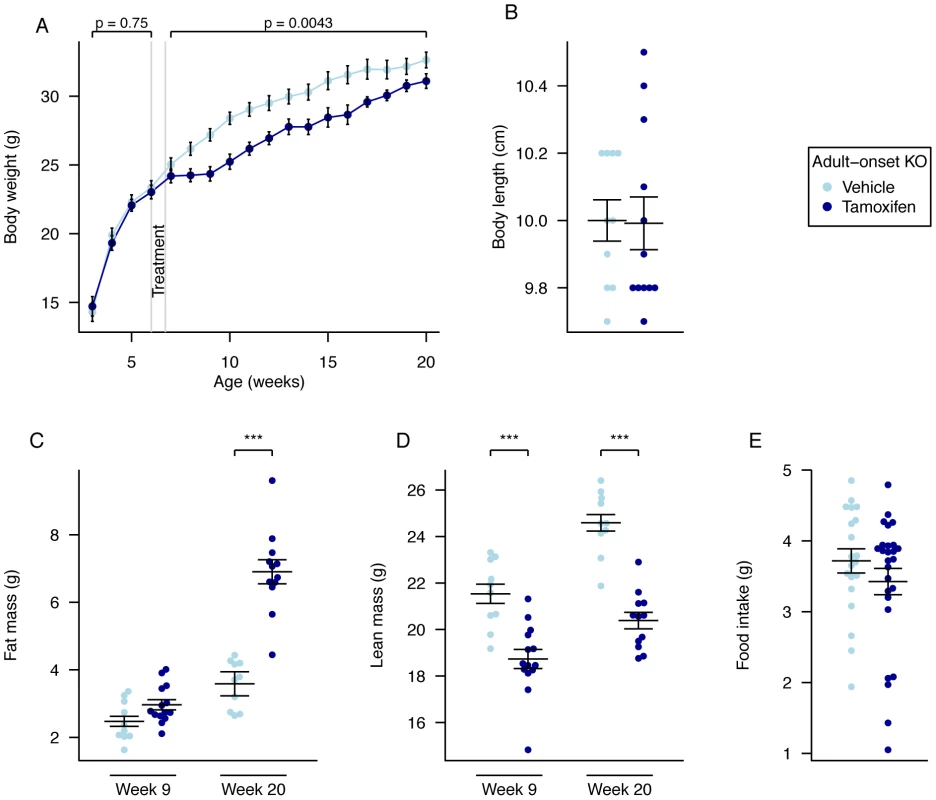Body weight, body composition, and food intake of male global adult onset KO mice.