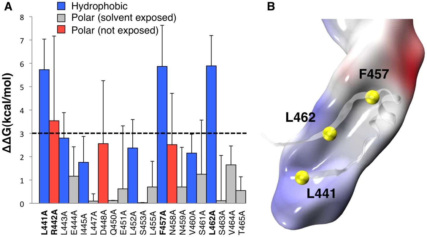 Molecular dynamics analysis of CTP binding.