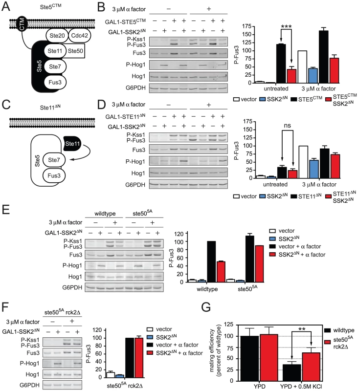 Hog1 dampens Fus3 activation by targeting Ste50.