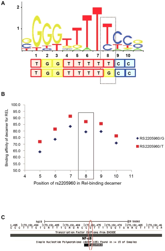 SLE-associated <i>rs2205960</i> predicted to be part of a decameric motif for NF-κB p65 (RELA).