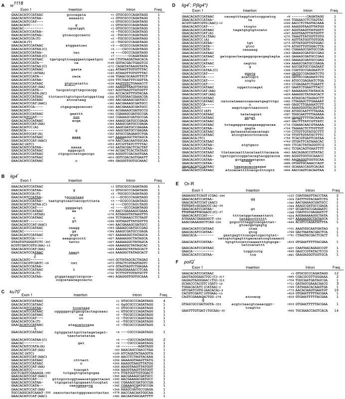 Sequences of 5′-integration junctions from linear intron RNA retrohoming in wild-type and mutant strains.