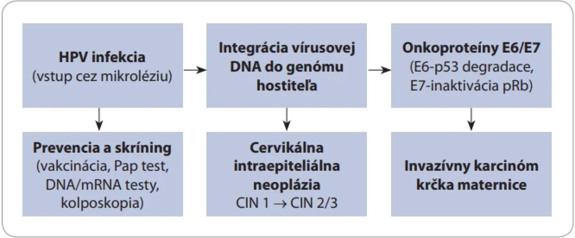  Schéma patogenézy HPV infekcie vedúcej ku karcinómu krčka maternice. Infekcia HPV cez mikrolézie epitelu môže viesť k integrácii vírusovej DNA do genómu hostiteľa, expresii onkoproteínov E6/E7, vzniku LSIL a HSIL a následnej progresii do invazívneho karcinómu. Prevencia a skríning (vakcinácia, cytologické vyšetrenie, HPV DNA/ mRNA testy, kolposkopia) predstavujú účinné body zásahu, ktoré môžu významne znížiť incidenciu a mortalitu ochorenia.