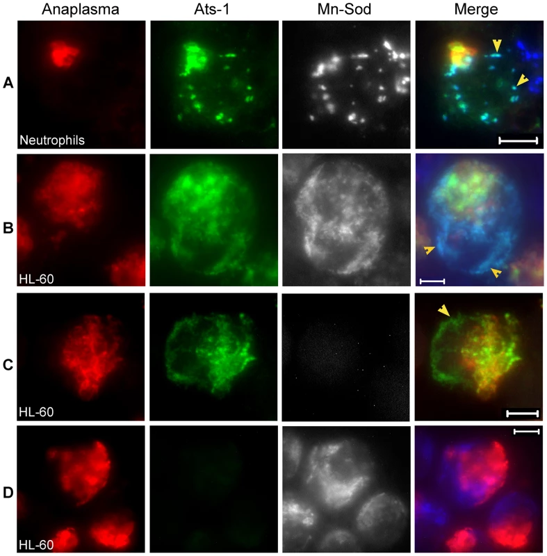 Ats-1 localizes with mitochondria in host cells.