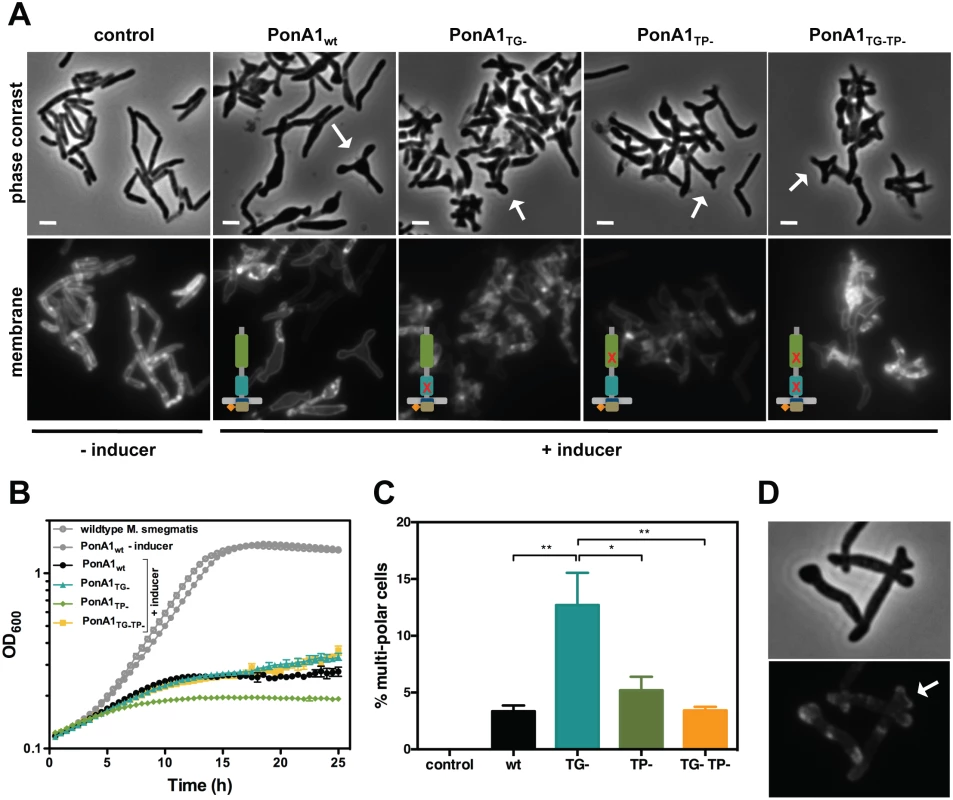 Excess PonA1 induces ectopic polar growth in <i>M</i>. <i>smegmatis</i>.