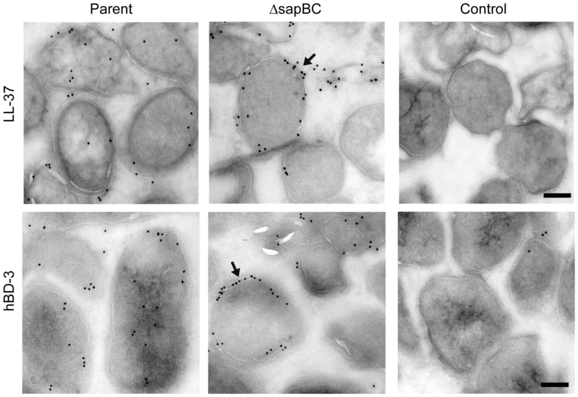 The Sap transporter inner membrane permease is required for AMP transport to the bacterial cytoplasm.