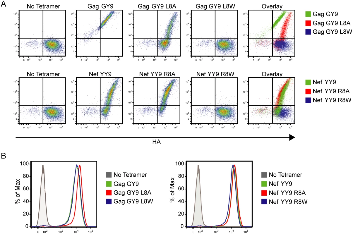 Substitutions at position 8 of Gag GY9 or Nef YY9 alter binding of Mamu-A1*002 to Mamu-KIR3DL05.