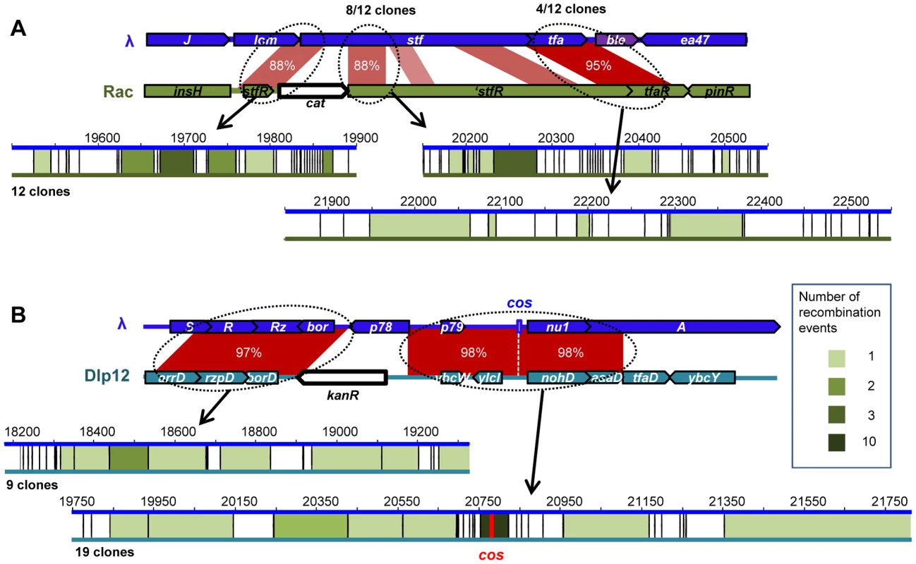 Position of recombination events in homology regions between λ and defective prophages.