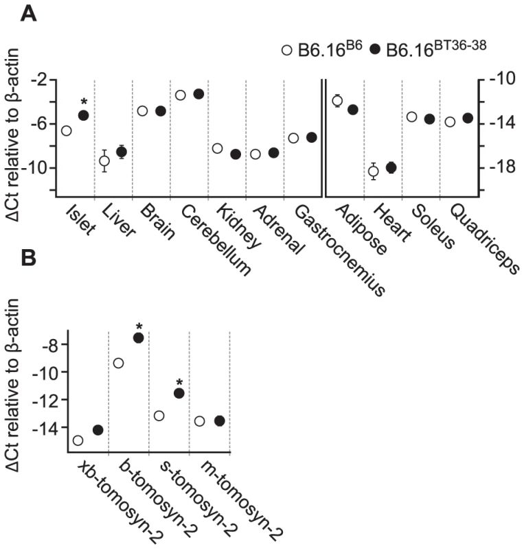 Increased expression of tomosyn-2 gene in islets of the B6.16<sup>BT36–38</sup> mice.