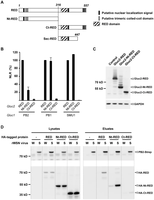 Mapping of the interaction domain of RED with the viral polymerase.