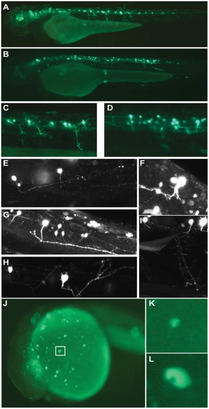 Analysis of Meis_ciCNE1 and Hhex_ciCNE1 in zebrafish embryos.