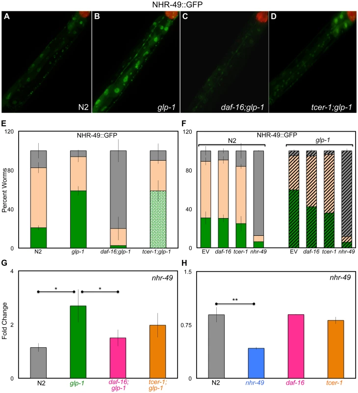 Germline removal causes increased expression of NHR-49 under regulation of DAF-16 and TCER-1.