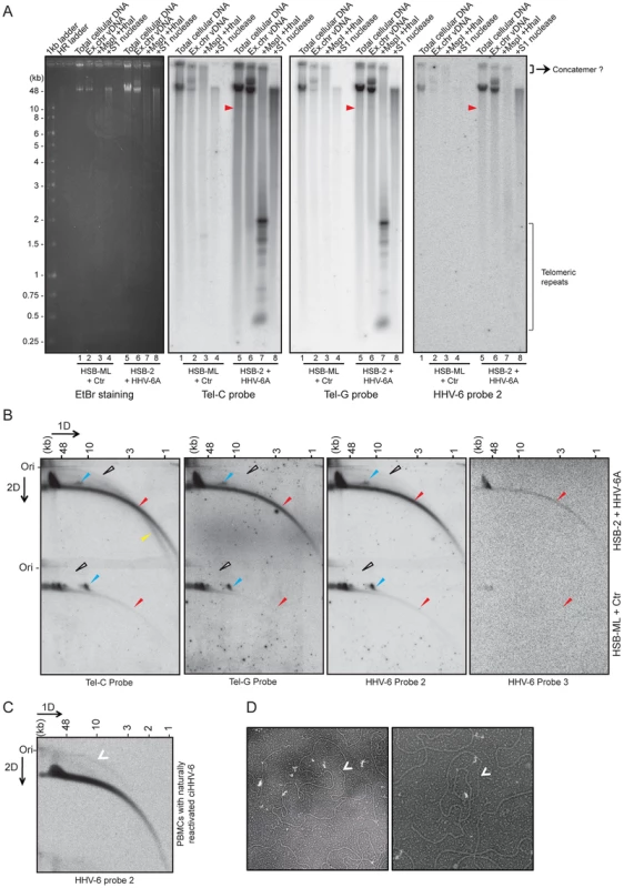 Extra-chromosomal HHV-6 DNA exists in different conformations and contains telomeric repeats of different sizes.