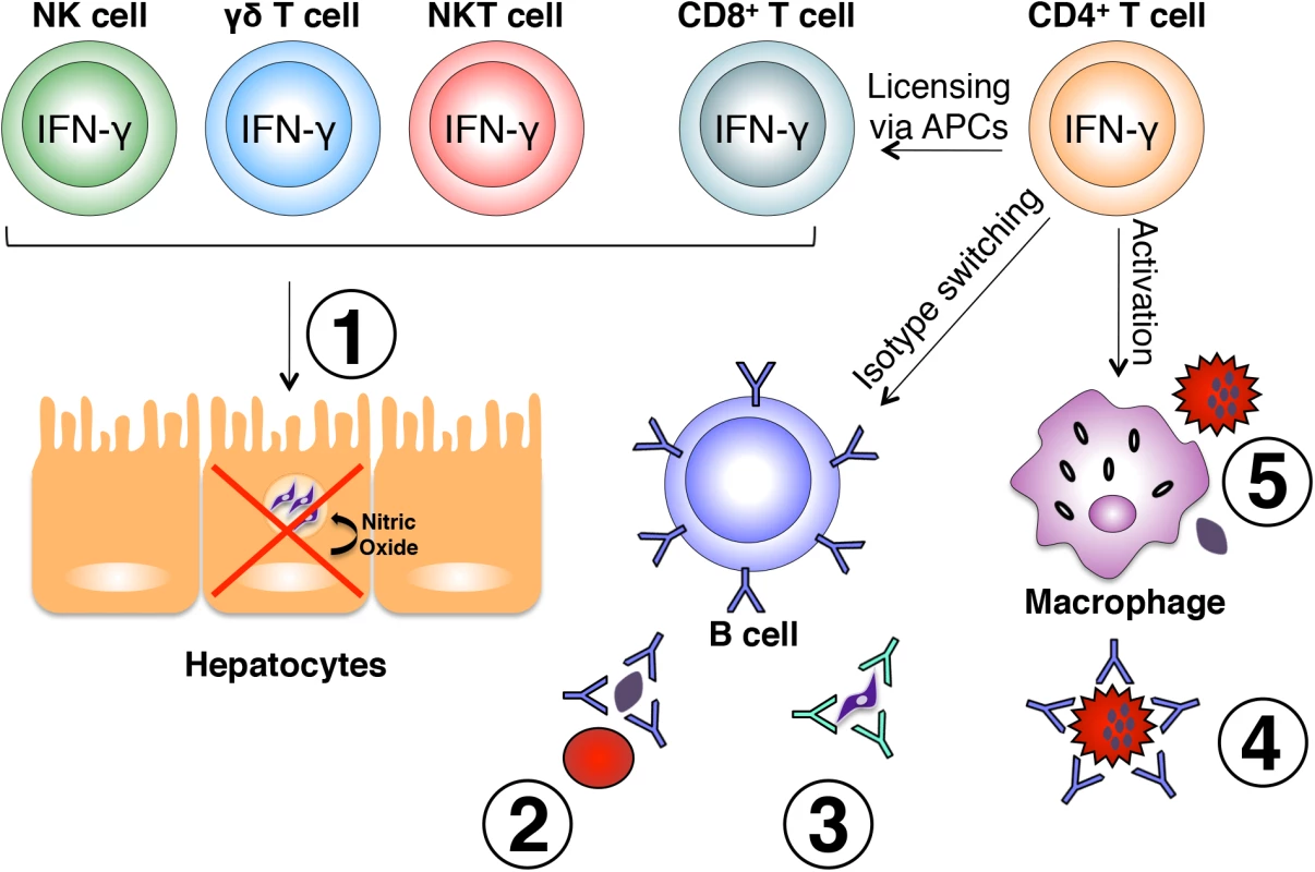 Effector mechanisms induced by IFN-γ during malaria.
