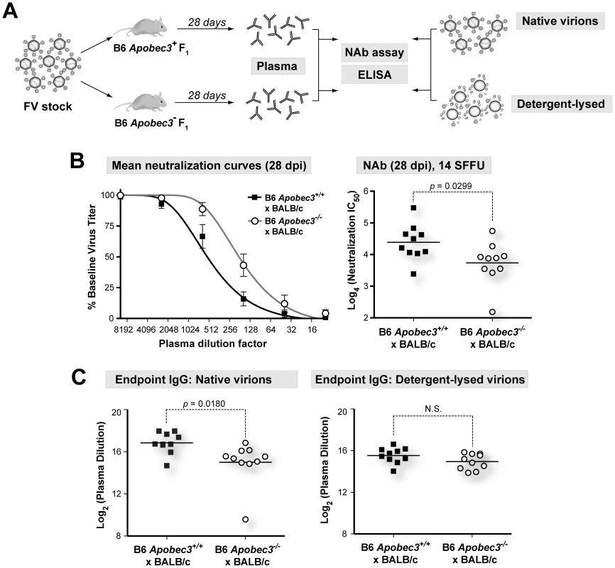 NAb responses in (B6×BALB/c)F<sub>1</sub> mice.