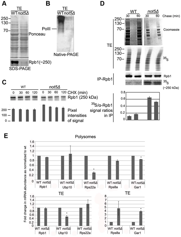 The levels of soluble Rpb1 are decreased in <i>not5Δ</i>.