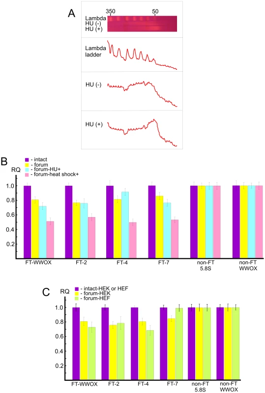 Analysis of hot spots of DSBs by quantitative PCR across several FT.