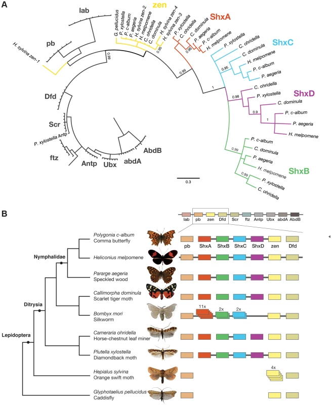 Shx genes originated as tandem duplications of <i>zen</i> within the Hox gene cluster.