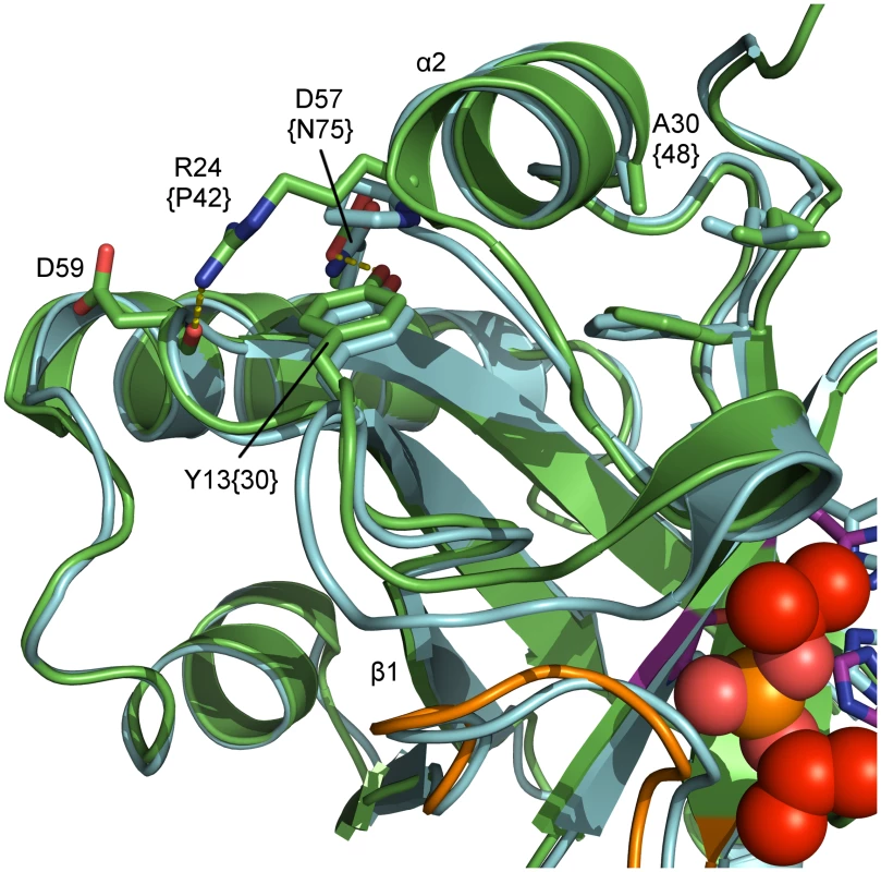 Superposition of inhibited dimeric pUL26N from PrV and HSV-2.