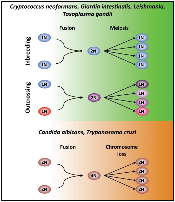 Modes of unisexual reproduction.
