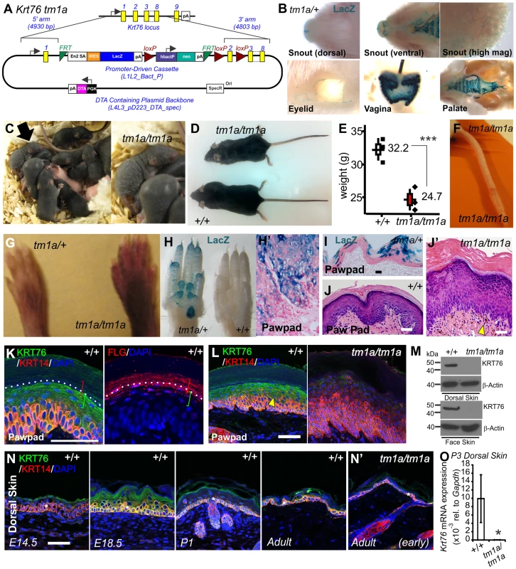 <i>Krt76</i> gene trap disruption causes gross epidermal defects.