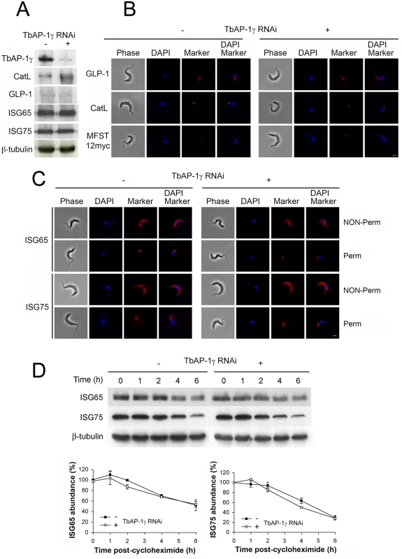 The effect of AP-1γ RNAi on markers of the endocytic pathway.