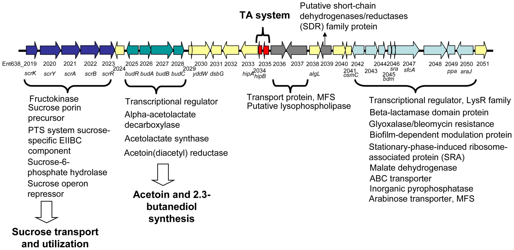 Schematic representation of Genomic Region 29 found on the chromosome of <i>Enterobacter</i> sp. 638.