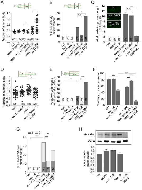 <i>coel-1</i> interacts genetically with regulators of tubulin acetylation.