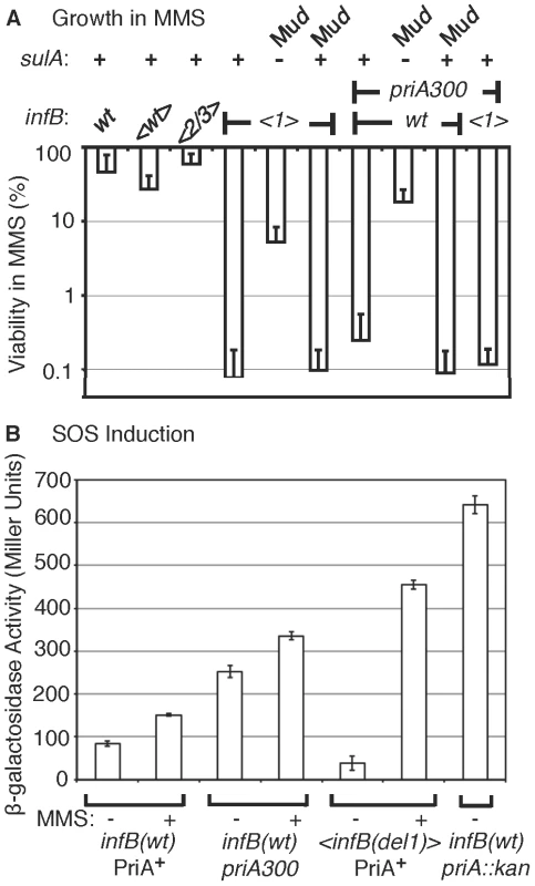 Characteristics of MMS sensitivity exhibited by <i><infB(del1)></i> mutants and similarity to <i>priA300</i>.