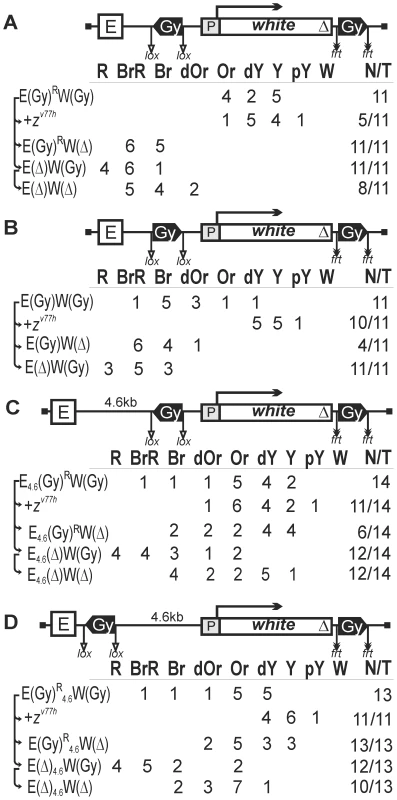 Testing the activities of <i>gypsy</i> insulators flanking the <i>white</i> gene.