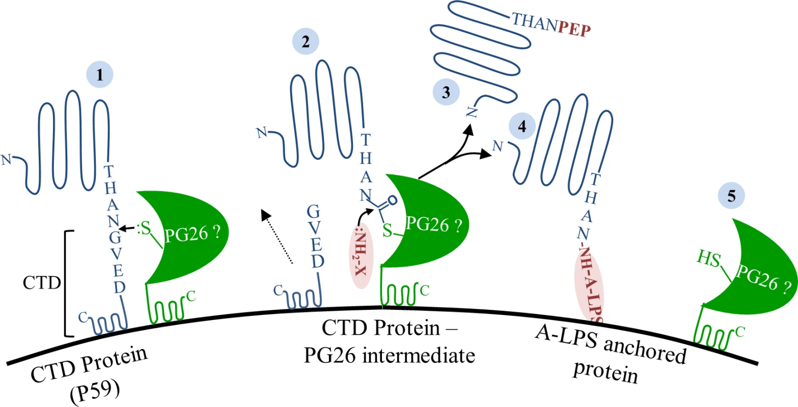Model of sortase-like mechanism in <i>P</i>. <i>gingivalis</i>.