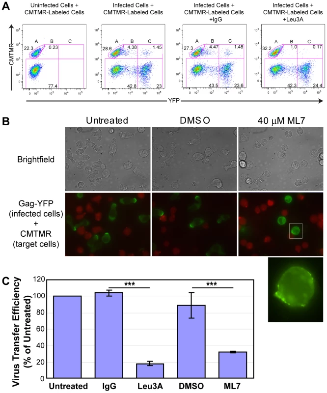 ML7 depolarizes cell morphology and Gag localization and reduces cell-to-cell transfer of Gag-YFP.