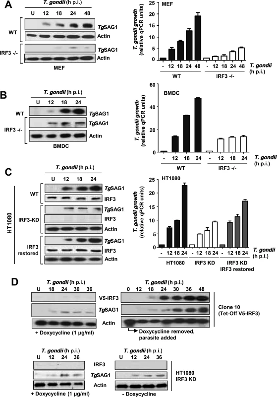 <i>T</i>. <i>gondii</i> replication is stimulated by IRF3.
