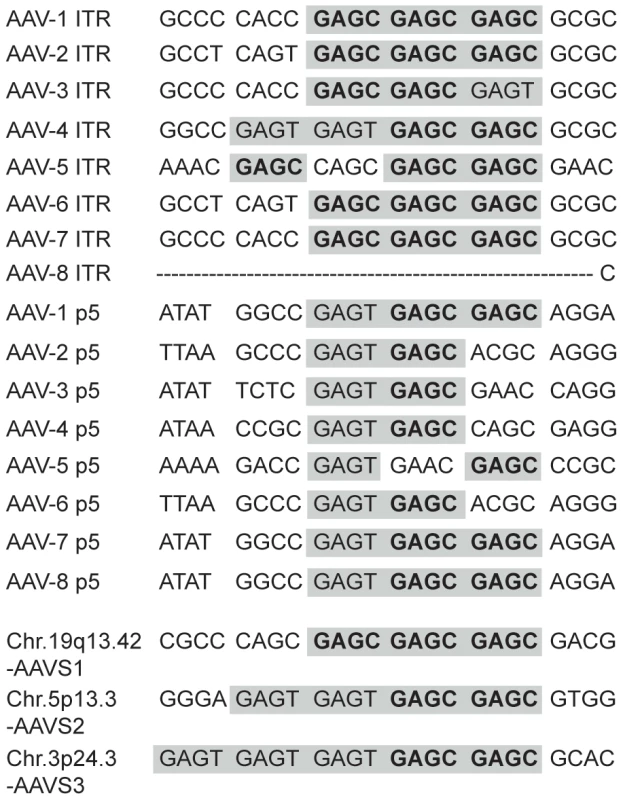 Sequence alignment of Rep-binding sites.