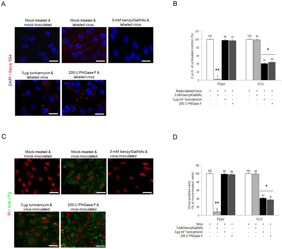 Porcine sapovirus Cowden strain interacts with sialic acid on <i>O</i>-linked glycoprotein.