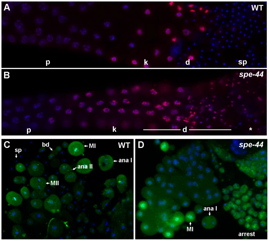Cell cycle defects in <i>spe-44</i> sperm.