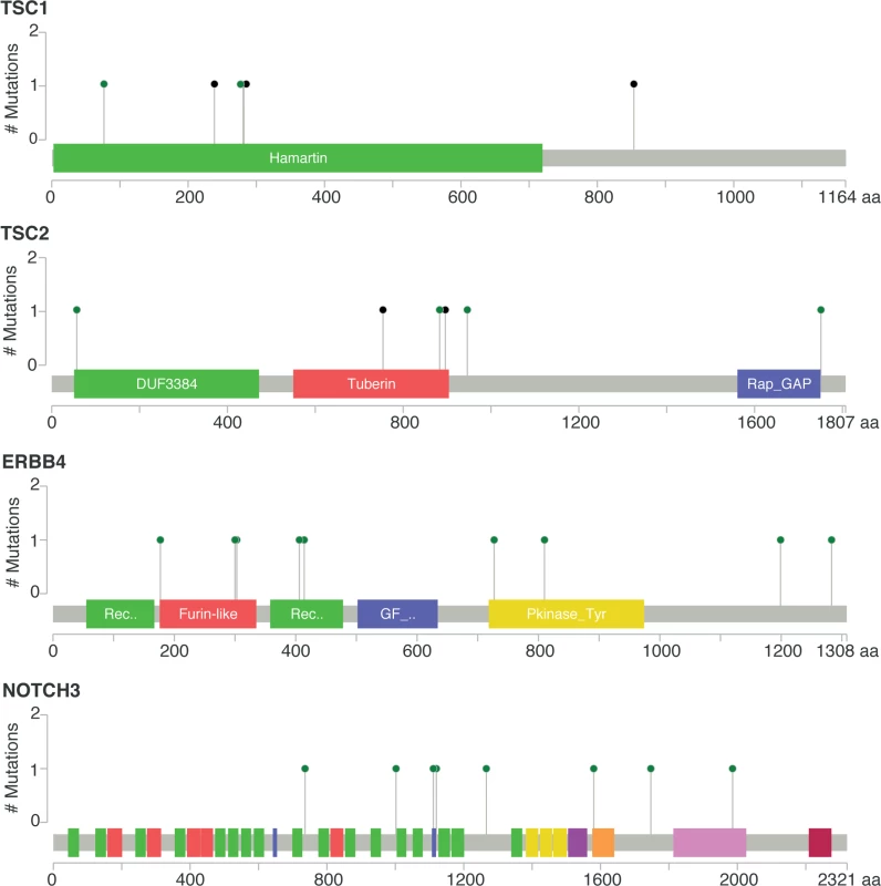 Somatic mutations of genes <i>TSC1</i>, <i>TSC2</i>, <i>ERBB4</i>, and <i>NOTCH3</i> in mBC (from cBioPortal).