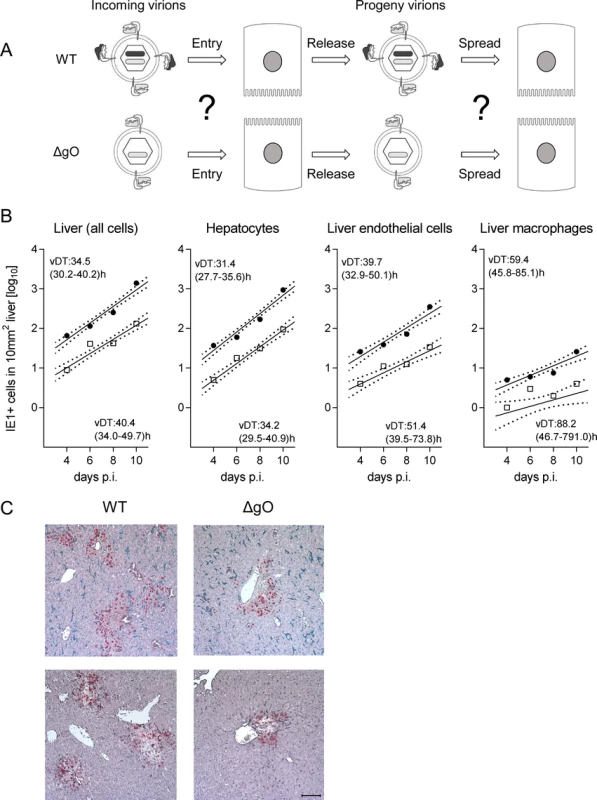 gO-independence of virus spread in liver tissue.