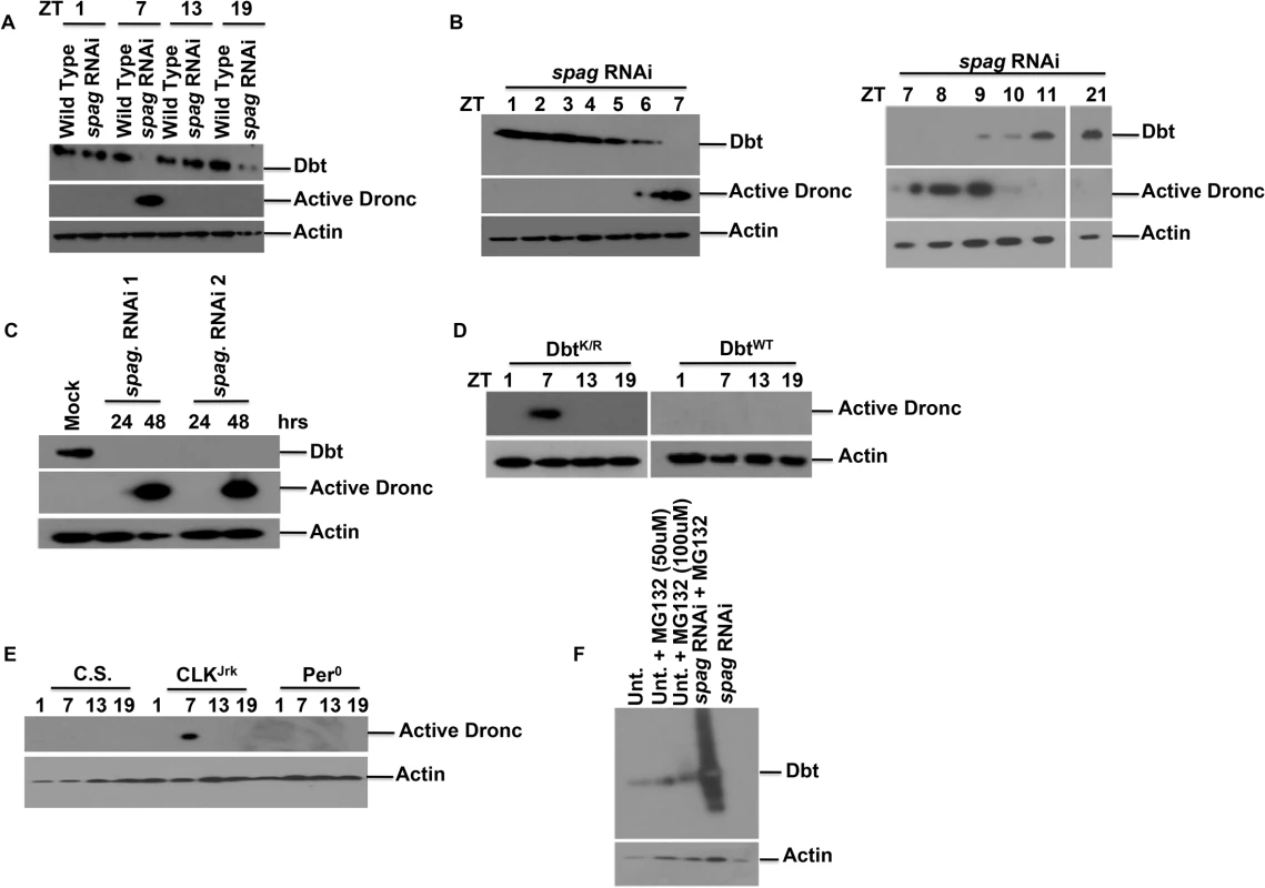 Knock-down of <i>spaghetti</i> reduces Dbt and causes accumulation of activated initiator caspase at ZT7.