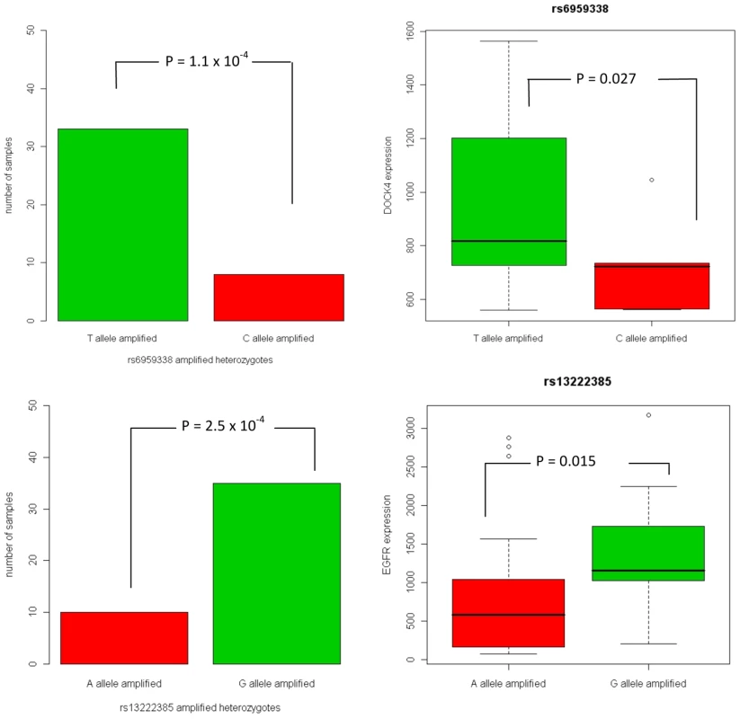 Selective allelic amplification and expression of SNPs in <i>DOCK4</i> and <i>EGFR</i>.