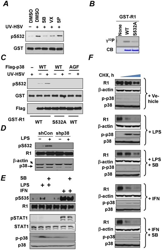 Role of p38 kinase in regulation of IFNAR1 phosphorylation and degradation.