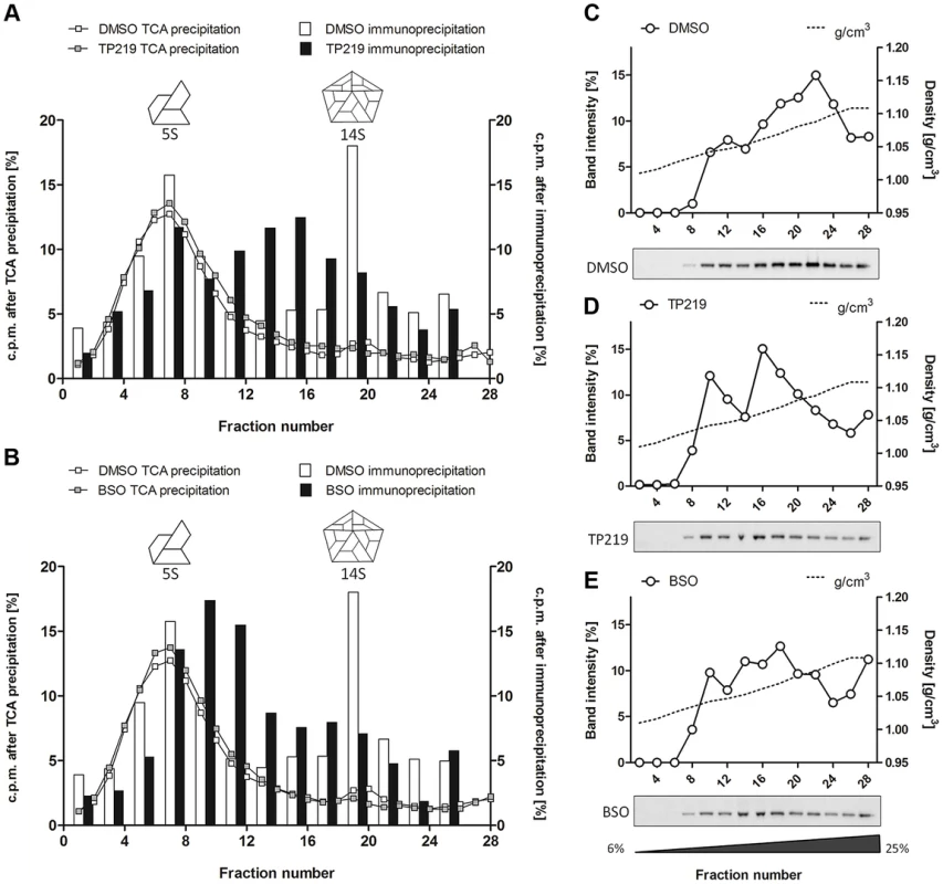 TP219- and BSO-treatment induces the formation of new assembly intermediates.