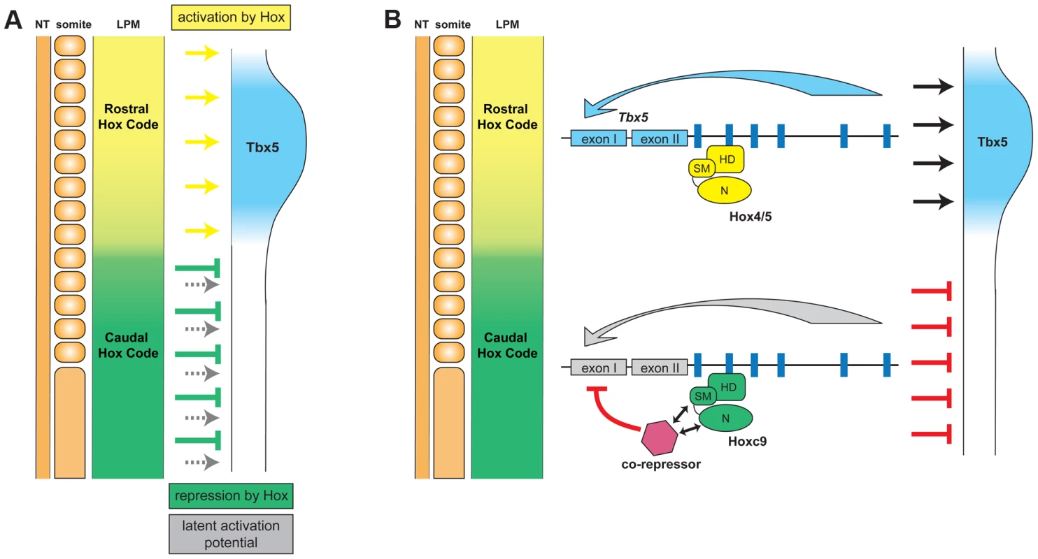 Model for the combinatorial regulation of forelimb-restricted <i>Tbx5</i> expression by distinct paralogous Hox gene inputs.