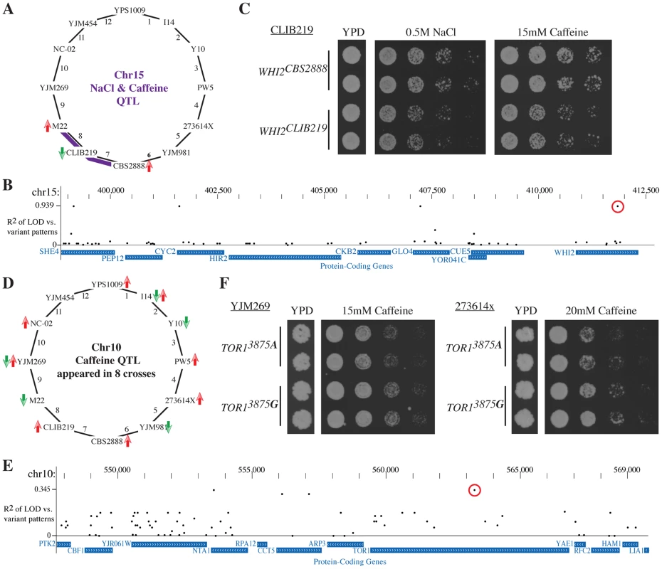 Leveraging the Round Robin design to identify causative variants.