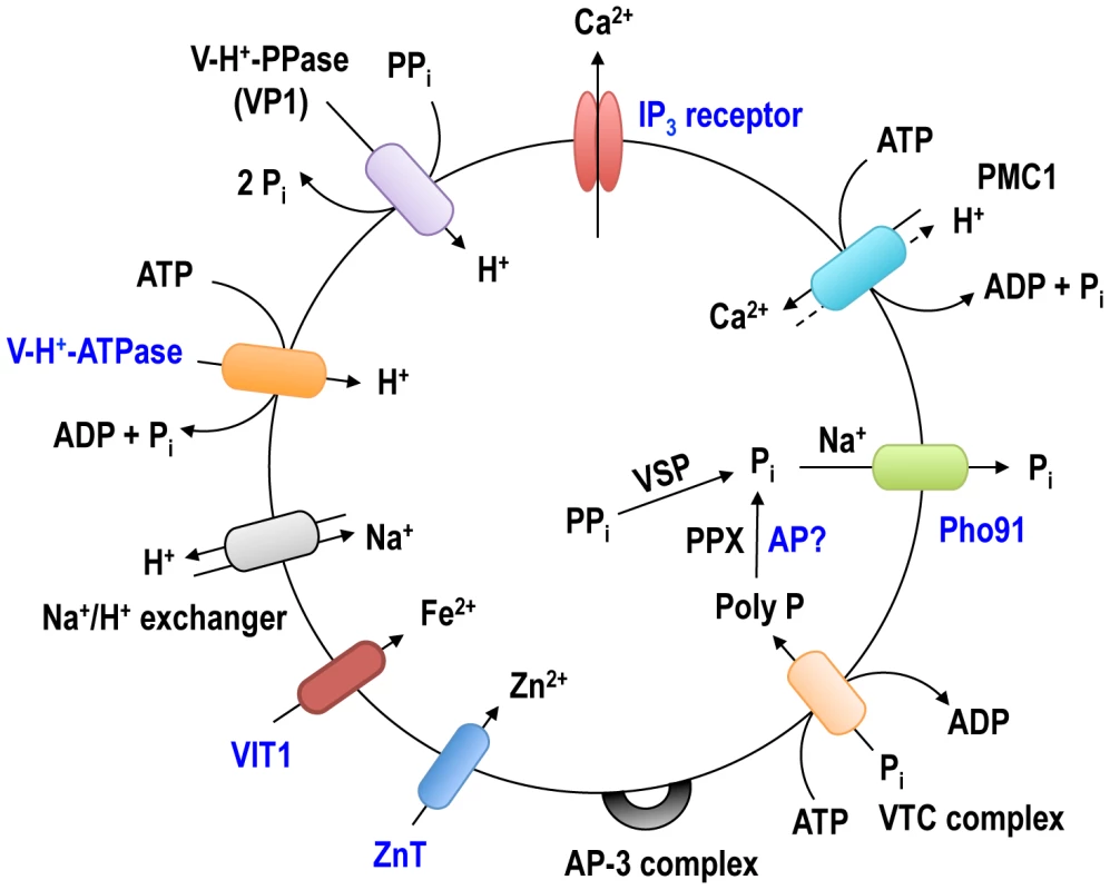 Schematic representation of the acidocalcisome of <i>T. brucei</i>.