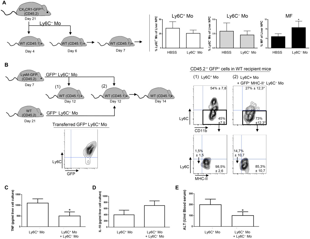 Ly6C<sup>-</sup> monocytes induce differentiation of Ly6C<sup>+</sup> monocytes into macrophages in <i>T</i>. <i>congolense</i>-infected WT mice.