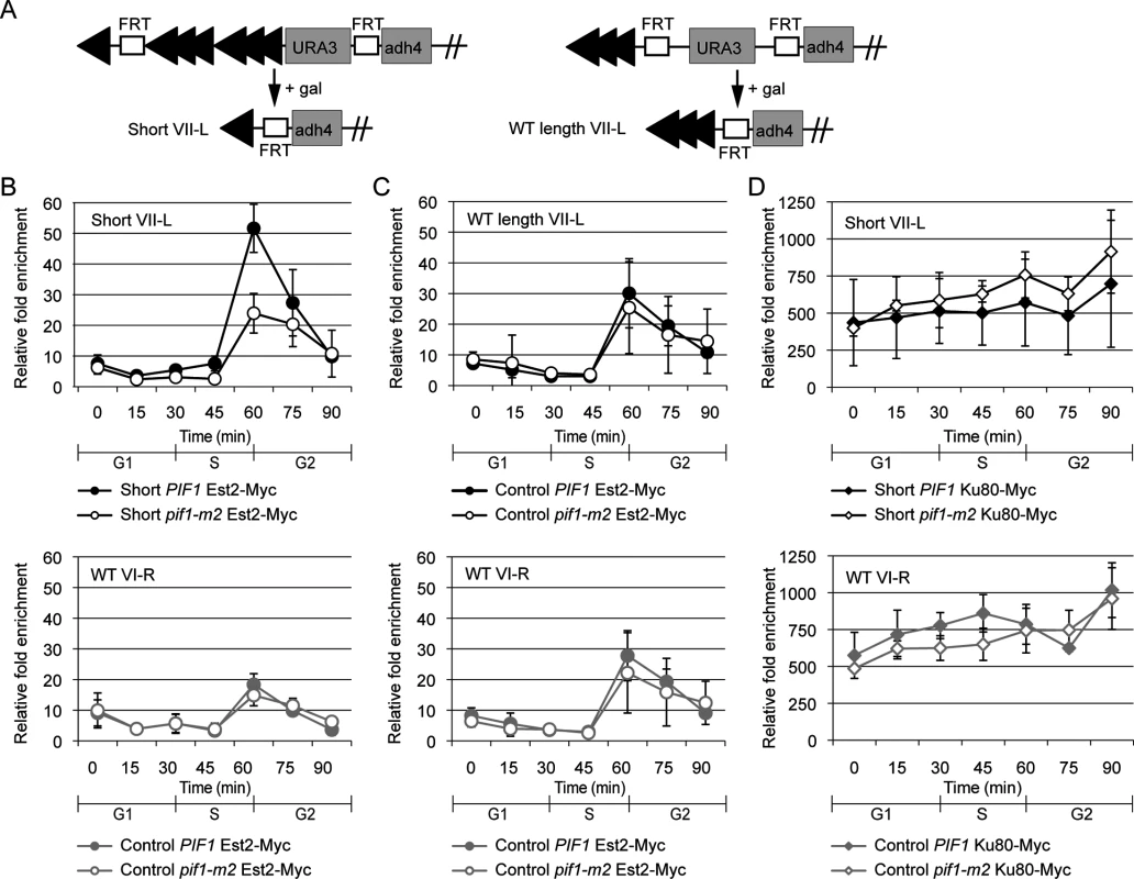 Preferential S-phase Est2 binding at short telomeres is decreased in <i>pif1-m2</i> cells.