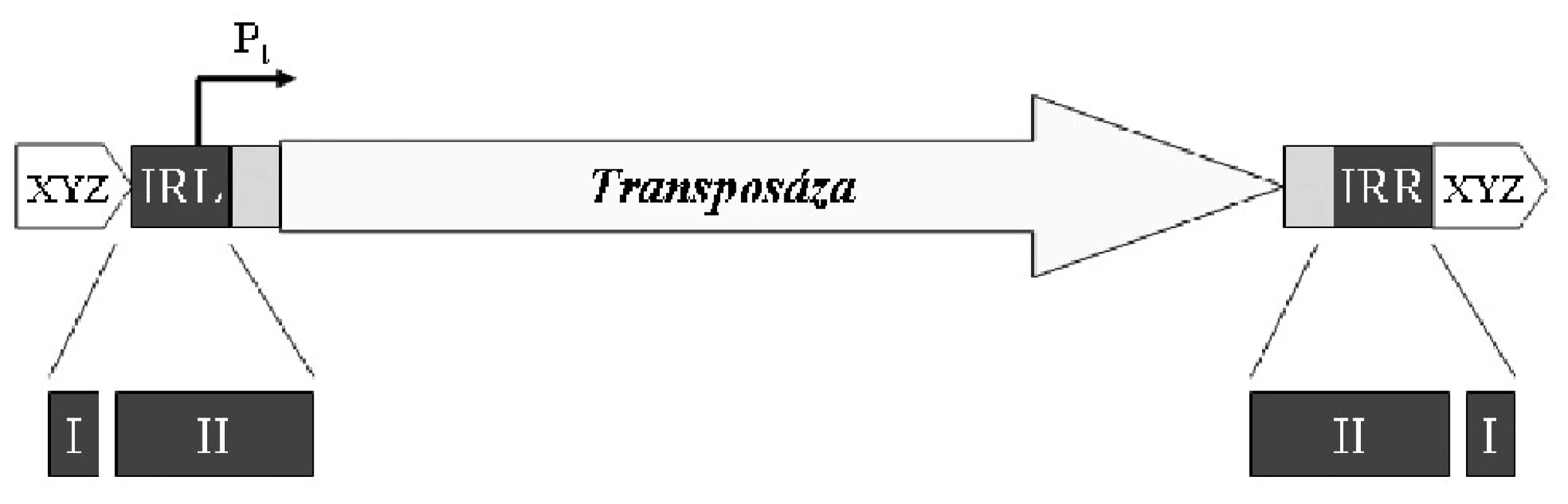 Obvyklá struktura inserční sekvence. IRL – invertovaná
repetice levá, IRR – invertovaná repetice pravá, Pt – promotor
genu transposázy, I – doména rozpoznávaná transposázou
jako štěpné místo, II – vazebná doména transposázy, XYZ
– generované repetice. Volně podle [32].
<b>Fig. 1. </b>General structure of the insertion sequence. IRL –
inverted repeat left, IRR – inverted repeat right, Pt – transposase
gene promoter, I – transposase-recognized insertion
domain, II – transposase-binding domain, XYZ – generated
repeats. Based on [32].