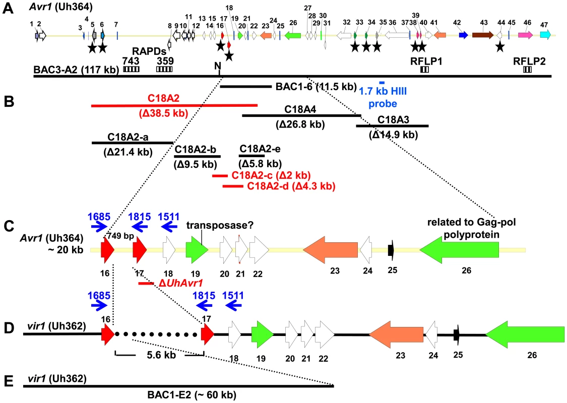 Map of <i>UhAvr1</i> and <i>Uhavr1</i> locus regions.