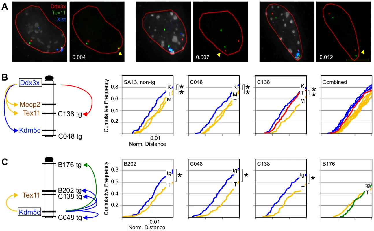Transgenes assume frequent long-range escape-gene interactions.