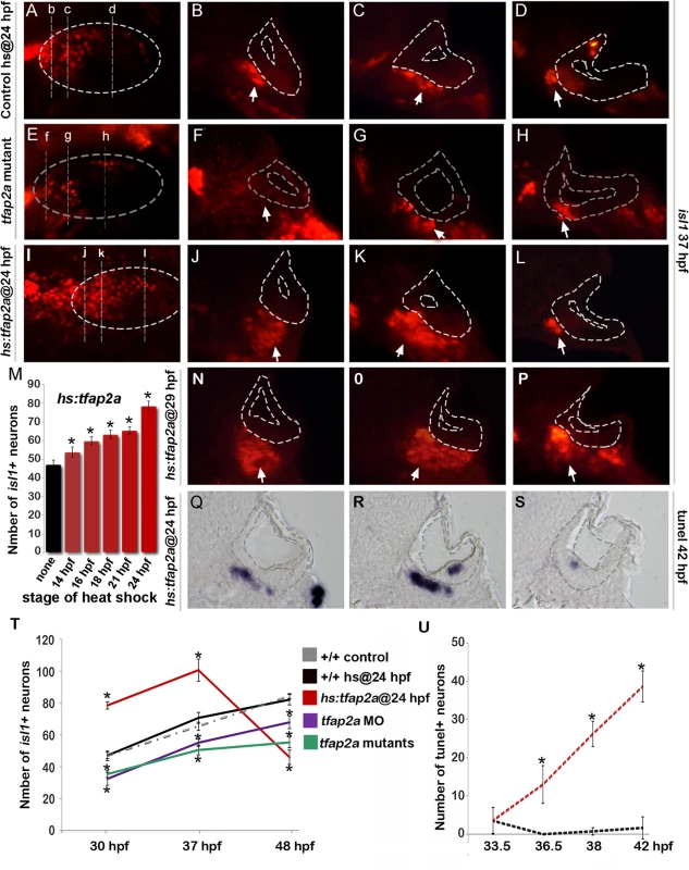 Tfap2a regulates maturation of SAG neurons.